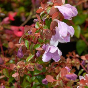 Abelia - Abelia Pinky Bells