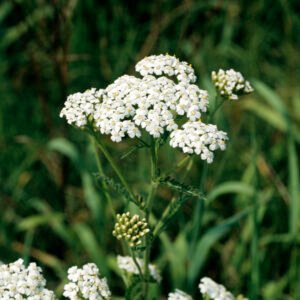 Duizendblad - Achillea Millefolium