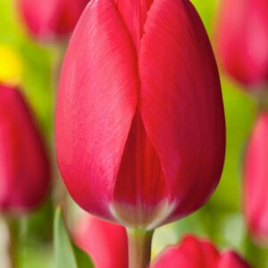 Tulp - Tulpia Cherry Delight (10 stuks)