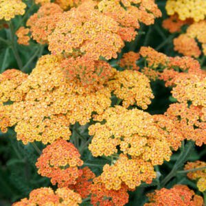 Duizendblad - Achillea Terracotta