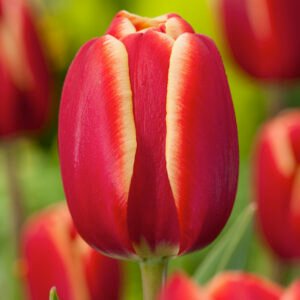 Tulp - Tulpia Rembrandt (10 stuks)