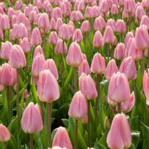 Tulp - Tulpia Apricot Delight (10 stuks)