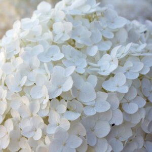 Hortensia - Hydrangea a. Strong Annabelle