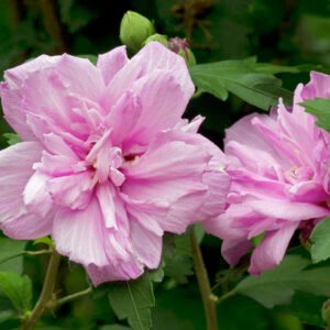 tuinhibiscus - Hibiscus syr. 'Ardens'
