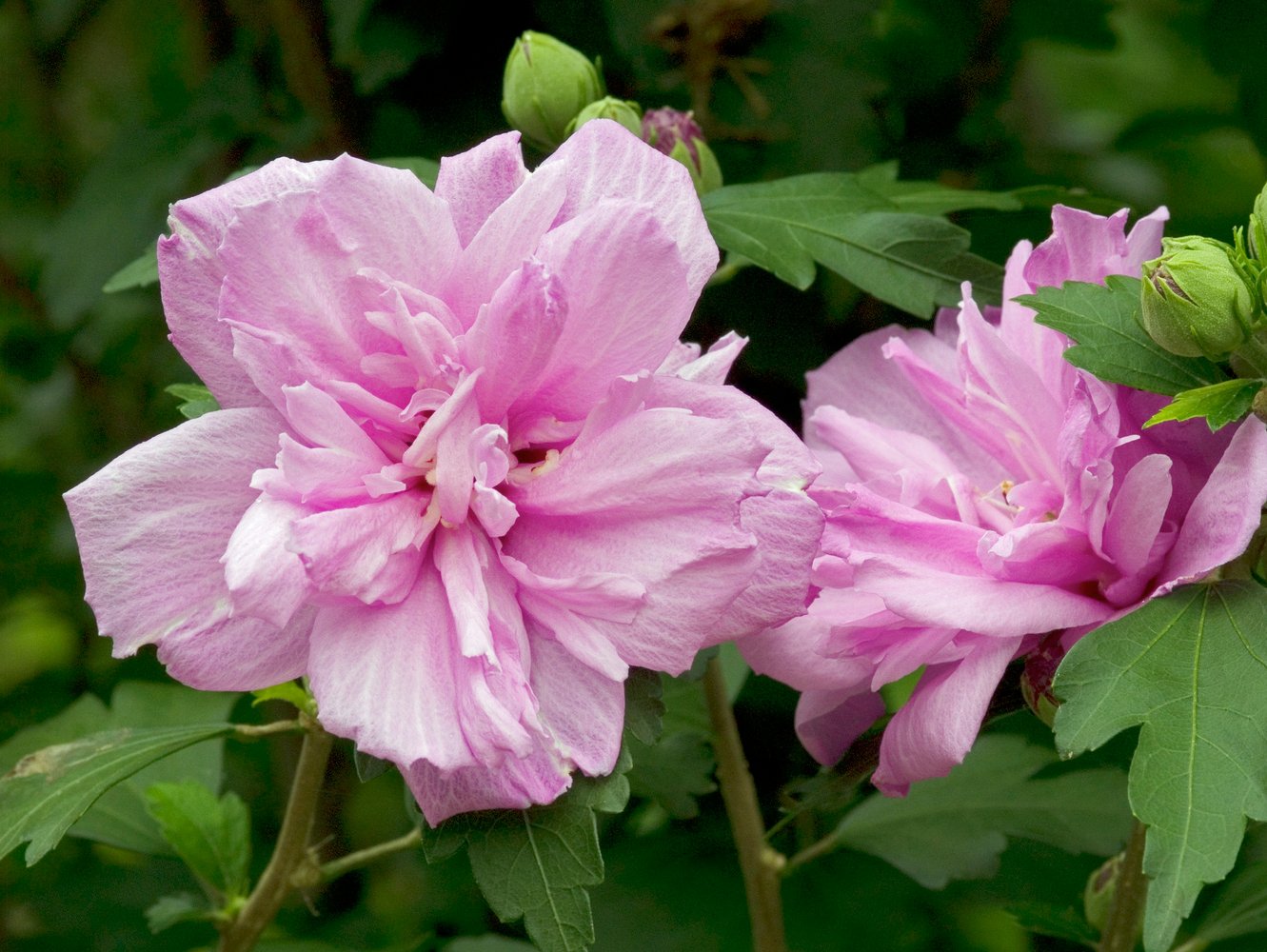 tuinhibiscus - Hibiscus syr. 'Ardens'