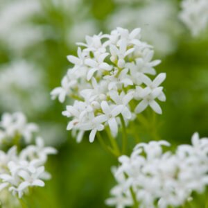 Lievevrouwebedstro - Galium Odoratum