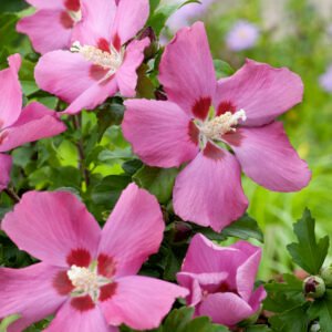 tuinhibiscus - Hibiscus syr. 'Woodbridge'