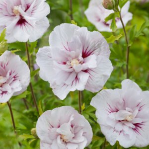 tuinhibiscus - Hibiscus syr. 'Speciosus'