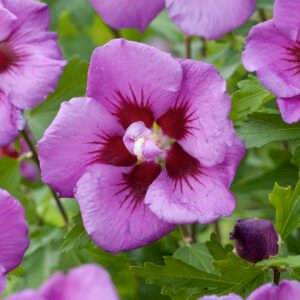 tuinhibiscus - Hibiscus syr. 'Duc de Brabant'