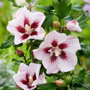 tuinhibiscus - Hibiscus syr. 'Hamabo'