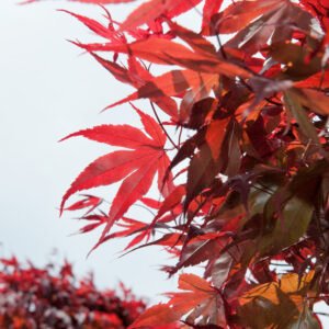Acer - Acer pal. 'Atropurpureum'