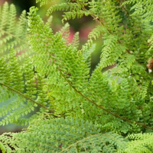 Niervaren - Polystichum