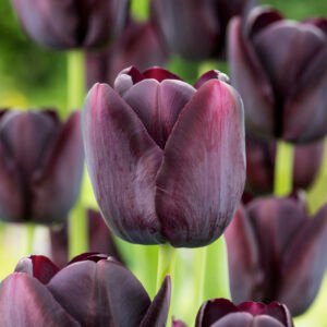 Tulp - Tulpia Queen of Night (10 stuks)