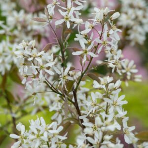 Krentenboompje - Amelanchier lamarckii