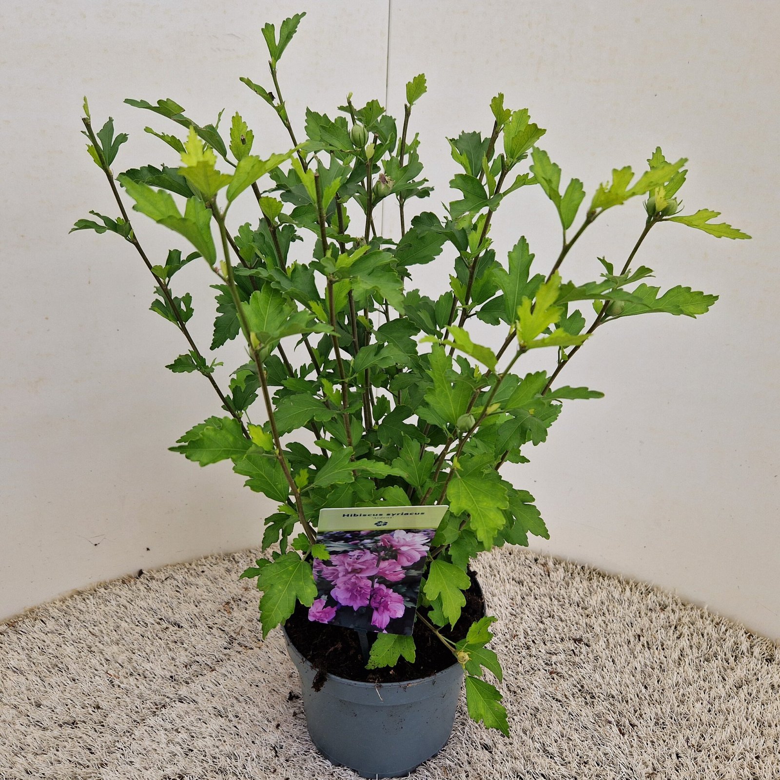 tuinhibiscus - Hibiscus syr. 'Ardens' - Afbeelding 2