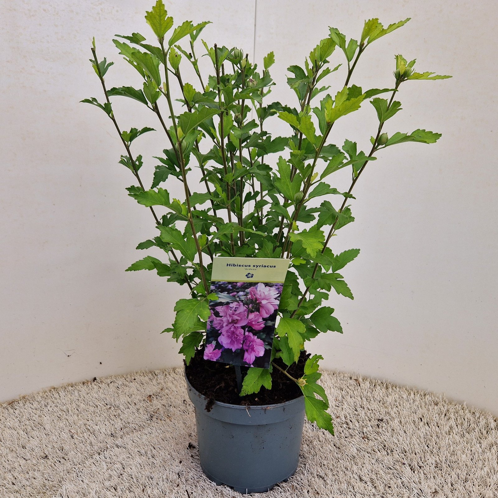 tuinhibiscus - Hibiscus syr. 'Ardens' - Afbeelding 3