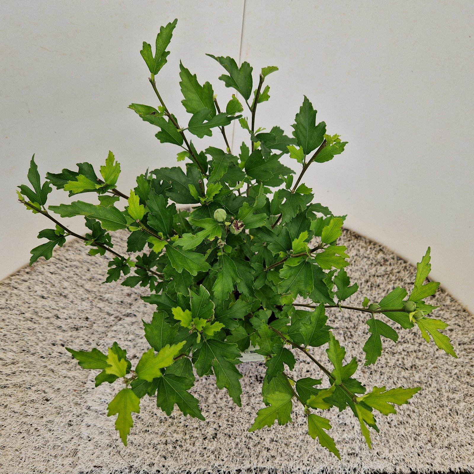 tuinhibiscus - Hibiscus syr. 'Ardens' - Afbeelding 4