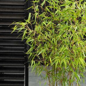 Niet woekerende bamboe - Fargesia scabrida 'Asian Wonder'