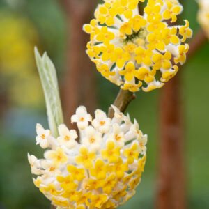 Papierstruik - Edgeworthia chrys. 'Grandiflora'