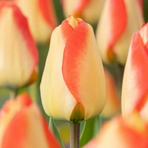 Tulp - Tulpia American Dream (10 stuks)