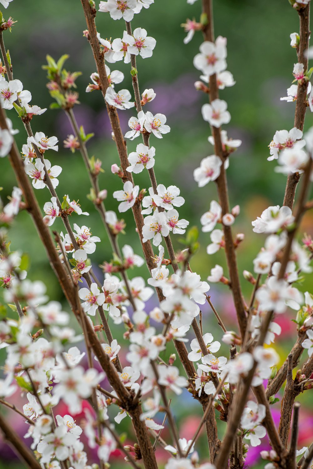 Sierkers - Prunus 'The Bride'