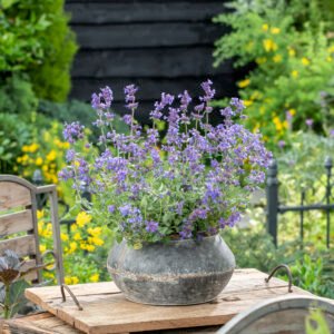 Kattenkruid - Nepeta 'Walkers Low'