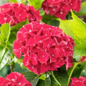 Hortensia - Hydrangea 'Endless Summer Red'