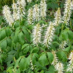 Paardenkastanje - Aesculus parviflora