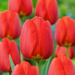 Tulp - Tulpia Apeldoorn (10 stuks)