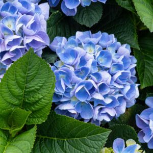 Hortensia - Hydrangea 'Endless Summer Blue'