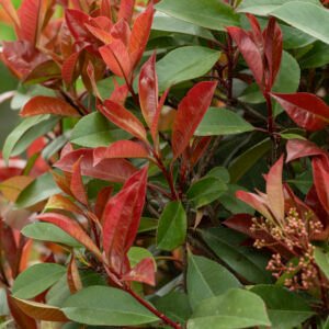 Glansmispel - Photinia fraseri 'Red Robin'