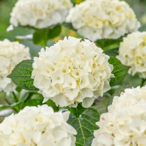 Hortensia - Hydrangea m. Forever & Ever White