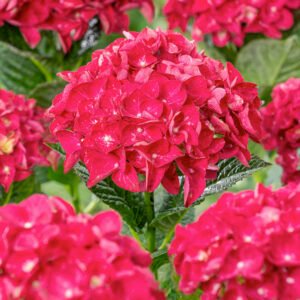 Hortensia - Hydrangea m. Forever & Ever Red