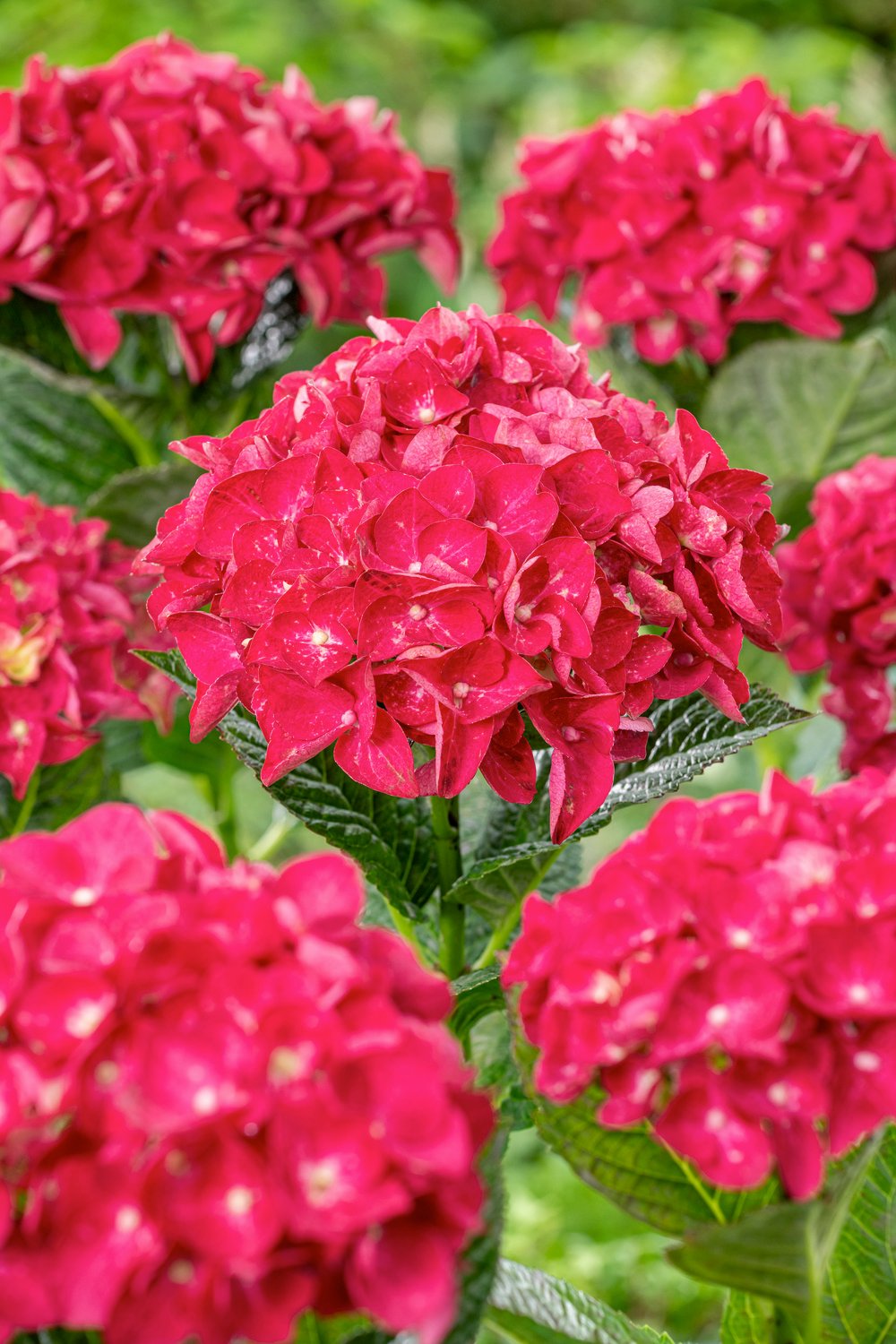 Hortensia - Hydrangea m. Forever & Ever Red