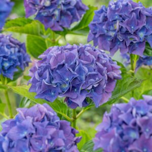 Hortensia - Hydrangea m. Forever & Ever Blue