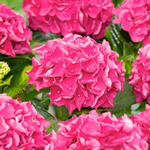 Hortensia - Hydrangea m. Forever & Ever Pink