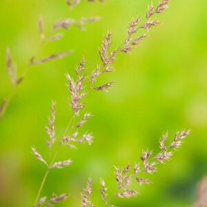 Struisriet - Calamagrostis acutiflora 'Karl Foerster'
