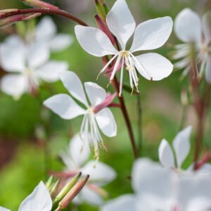 Lindheimers prachtkaars - Gaura l. 'Whirling Butterflies'