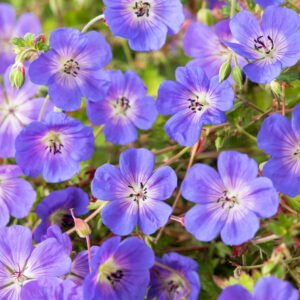 Ooievaarsbek - Geranium Rozanne