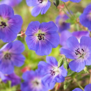 Ooievaarsbek - Geranium Rozanne