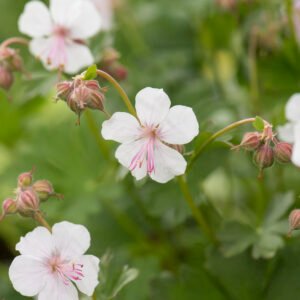 Ooievaarsbek - Geranium cant. 'Biokovo'