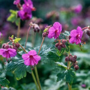 Ooievaarsbek - Geranium macr. 'Czakor'