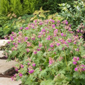 Ooievaarsbek - Geranium macr. 'Ingwersen's Var.'
