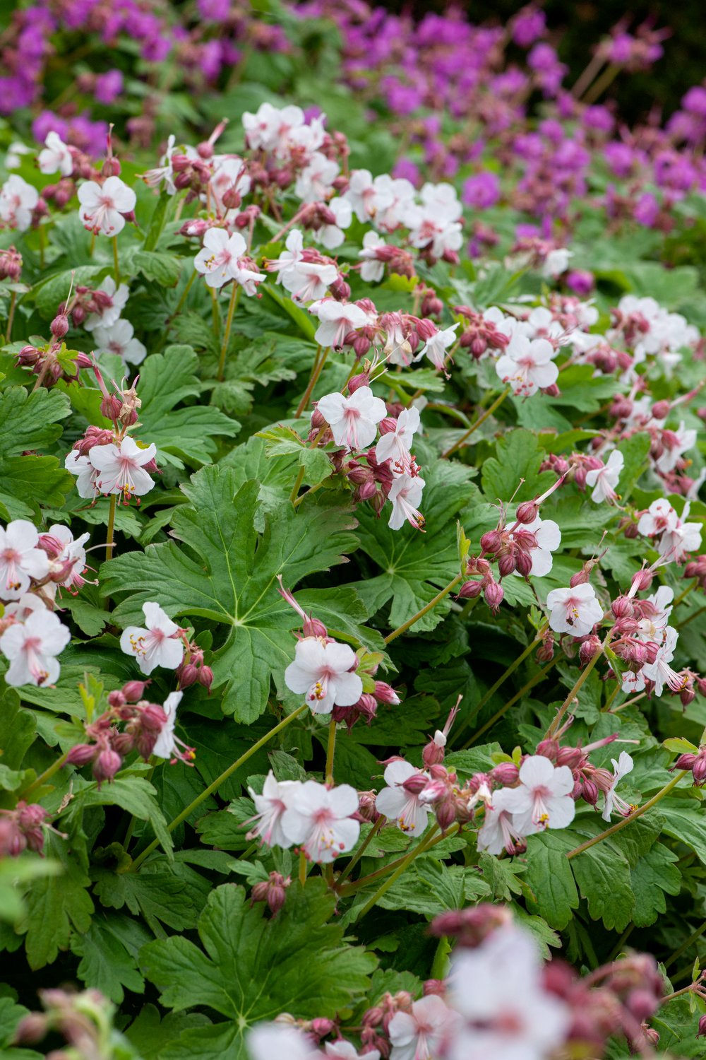 Ooievaarsbek - Geranium macr. 'Spessart' - Afbeelding 2