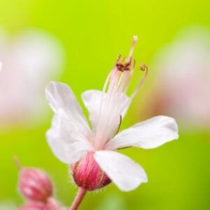 Ooievaarsbek - Geranium macr. 'Spessart'