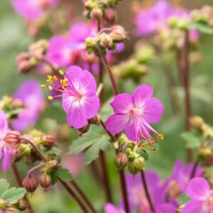 Ooievaarsbek - Geranium macrorrhizum