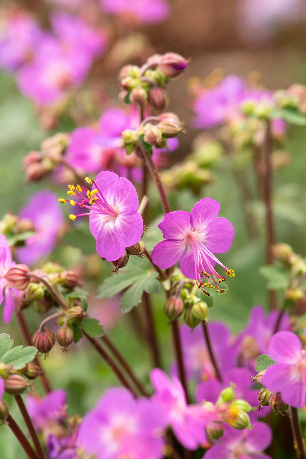 Ooievaarsbek - Geranium macrorrhizum