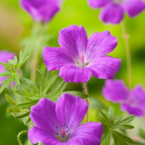 Ooievaarsbek - Geranium sanguineum