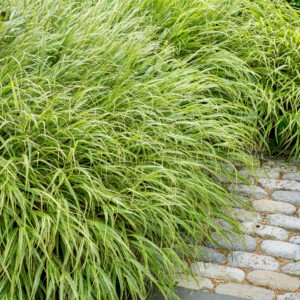 Japans Berggras - Hakonechloa macra