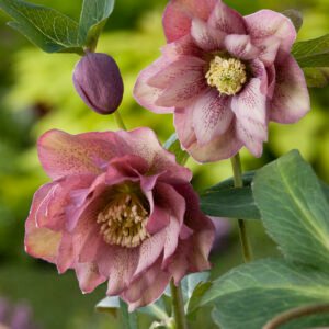 Oosters nieskruid - Helleborus orientalis